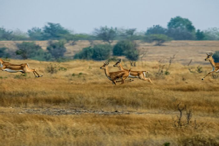 Rajasthan Wildlife Tour